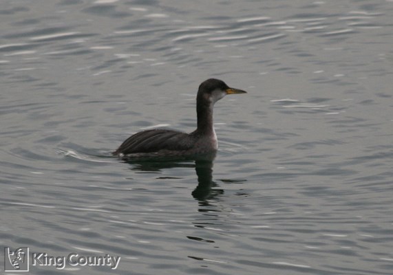 Photo of Podiceps grisegena